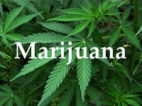 Advantages and Disadvantages of Marijuana